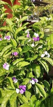 Familia: Solanaceae Especie: Brunfelsia pauciflora Nombre común: Ayer, hoy y