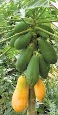Familia: Caricaceae Especie: Carica papaya Nombre común:
