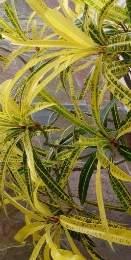 Familia: Euphorbiaceae Especie: Codiaeum variegatum Nombre común:
