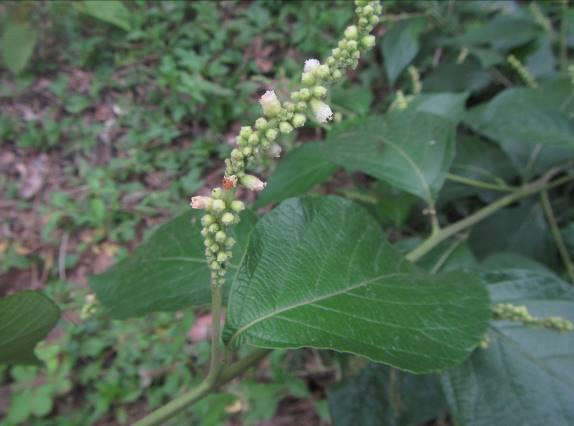 No. 9 25-feb-18 Boraginaceae Familia formada por plantas herbáceas o pequeños arbustos a menudo híspidos. Las hojas son alternas, sin estípulas y simples.