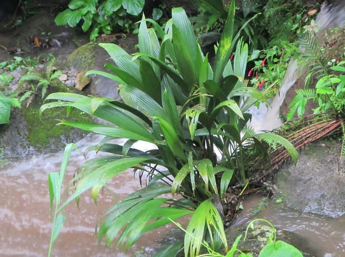 No. 13 25-feb-18 Cyclanthaceae Con aspecto de palmera o plantas rizomatosas.