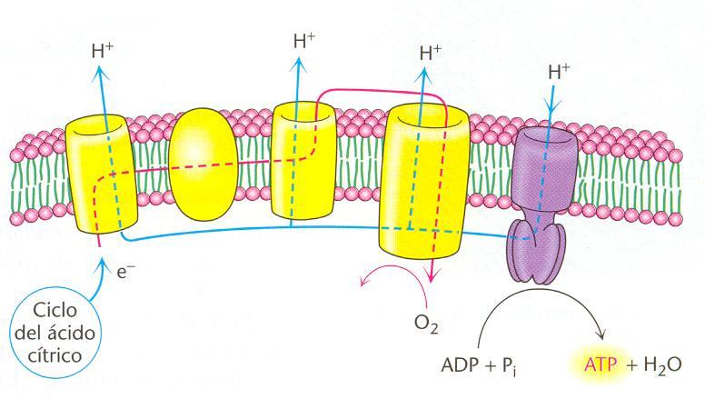 Cadena respiratoria ATP sintetasa