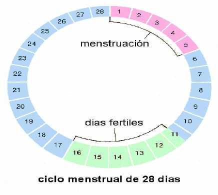 4. MÉTODOS DE ABSTINENCIA PERIÓDICA Calendario o del ritmo: Se calculan unos días a partir del primer día de menstruación durante los que el riesgo de ovulación es más pequeño.