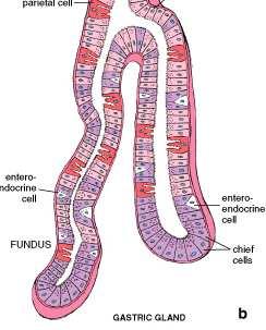 PARTES DE LA GLÁNDULA ISTMO: Células mucosas de
