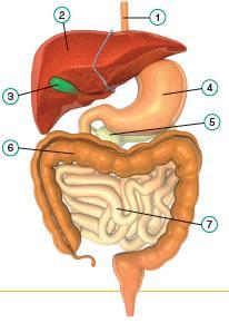 7. Relaciona en tu cuaderno cada glándula digestiva con su ubicación: I. En las paredes del tubo digestivo: d) Glándulas gástricas, b) Glándulas intestinales II.