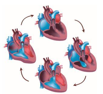 4. Copia y completa el siguiente esquema en tu cuaderno sobre las partes del corazón: Aurículas Ventrículos Unidas a a las venas Unidos a las arterias Función: reciben la sangre que procede de los