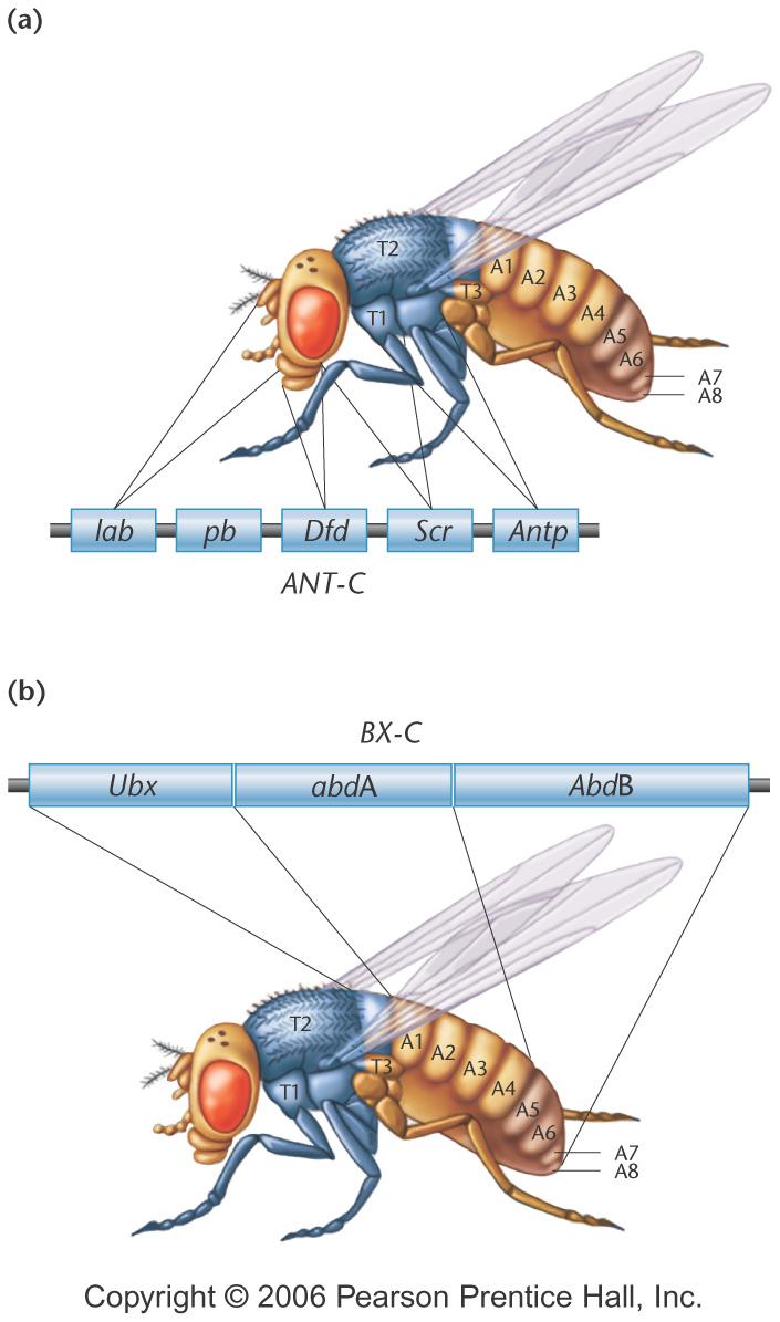Desarrollo Drosophila Plantas Señales Apoptosis DifSex Ciclo