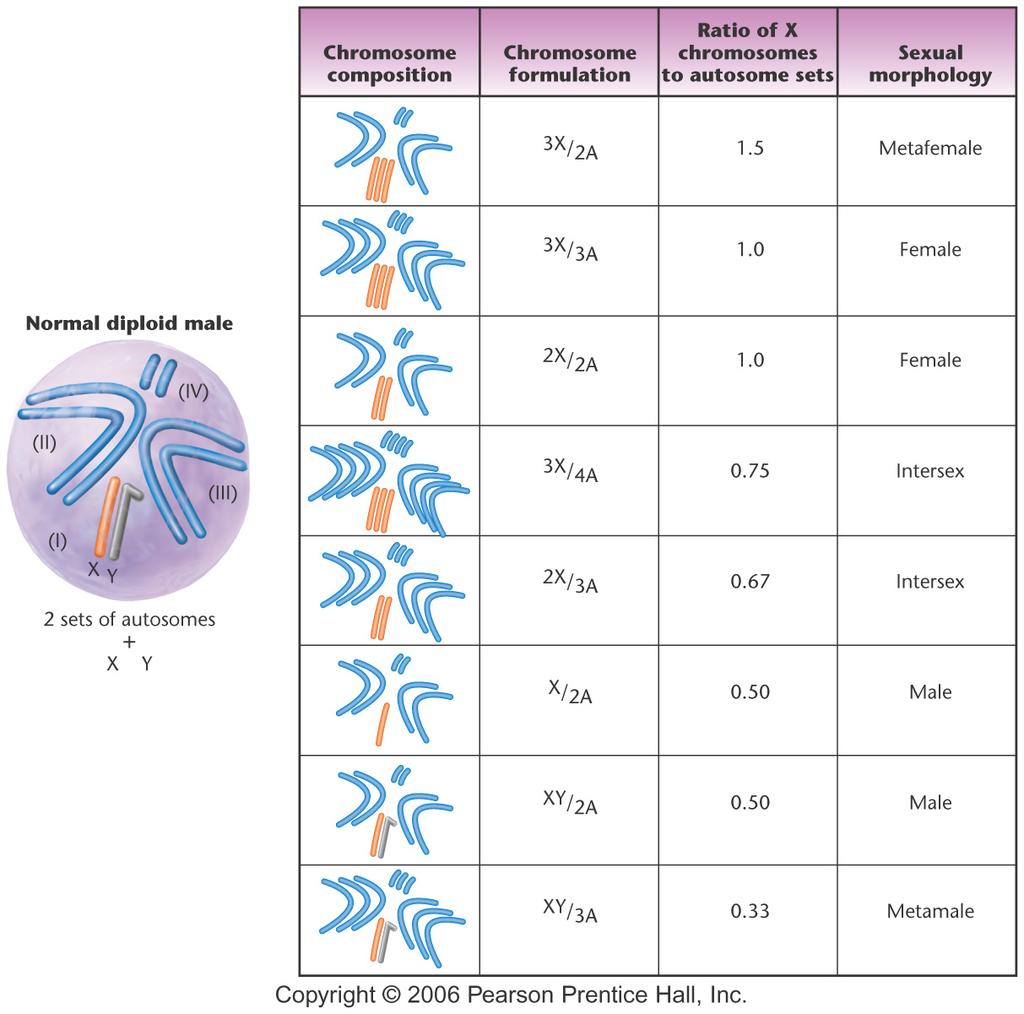 Cromosomas y morfología sexual en Drosophila La proporción