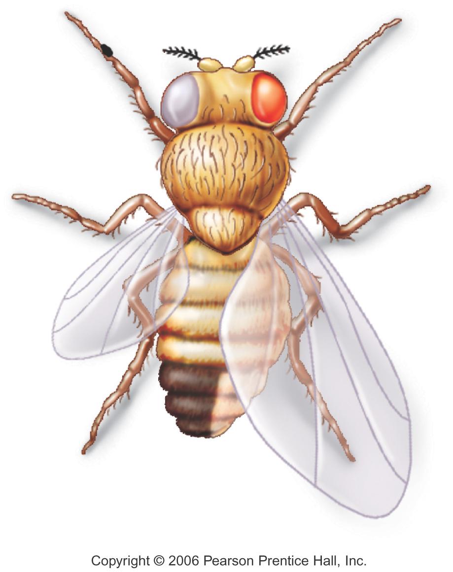 Un ginandromorfo bilateral de Drosophila formado por pérdida de