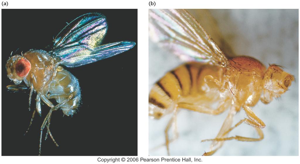 Desarrollo Drosophila Plantas Señales Apoptosis DifSex Ciclo Conceptos Cáncer Conmutadores Los