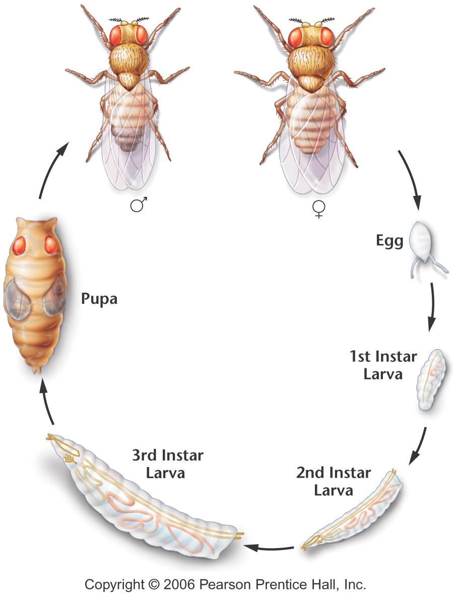 Desarrollo Drosophila Plantas Señales Apoptosis DifSex