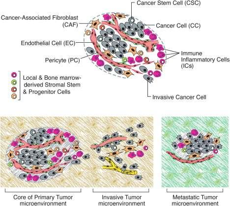 Composición del entramado celular de los tumores sólidos y su micro-entorno