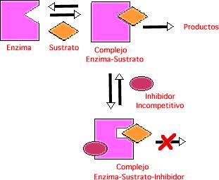 DETERMINACION DE NIVELES SÉRICOS DE ENZIMAS Las determinaciones enzimáticas en el laboratorio se basan en demostrar in vitro la actividad catalítica que una enzima tiene in vivo, por lo tanto, el