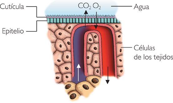 Intercambio gaseoso: respiración cutánea Pseudocelomados (nematodos): sistema de transporte por el fluido del celoma Anélidos