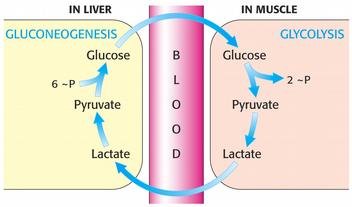 Lactat com a precursor de la gliconeogènesi L'àcid làctic s'origina per fermentació làctica en els músculs dels animals quan aquests no disposen de prou oxigen quan fan un sobreesforç físic.