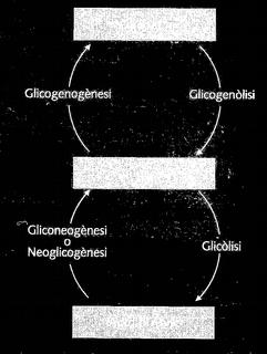 L anabolisme heteròtrof dels glúcids: Es distingeixen dues fases: 1a fase: síntesi de glucosa la glucosa es pot obtenir, tant en les cèl lules animals com en les vegetals, a partir de l'àcid pirúvic