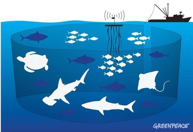 Impacto ecológico de pesca comercial Los cardúmenes de atún se acompañan de otros depredadores como delfines, tiburones, manta rayas, tortugas y aves.