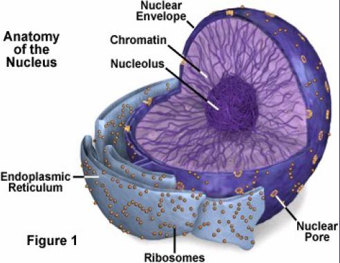 NÚCLEO Concepto: El núcleo es un orgánulo característico de las células eucariotas. El material genético de la célula se encuentra dentro del núcleo en forma de cromatina.