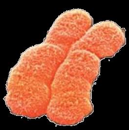Características de los cromosomas Ø Están compuestos por ácidos