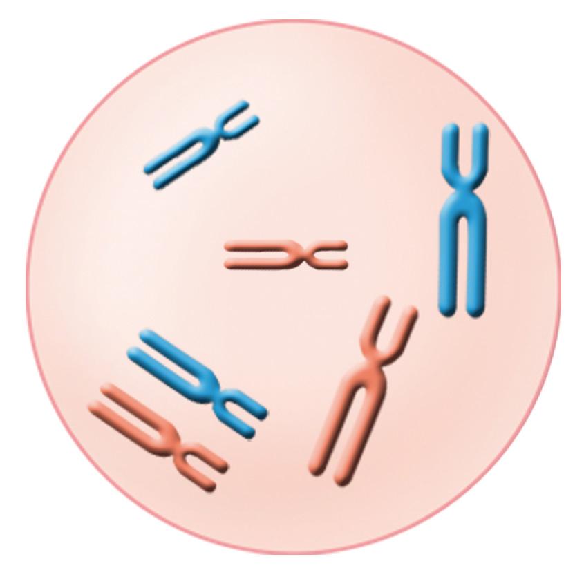 Número de cromosomas de las células CELULAS CON