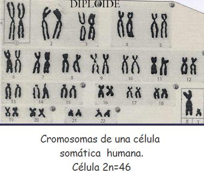 Las células que tienen pares de cromosomas homólogos son células diploides.