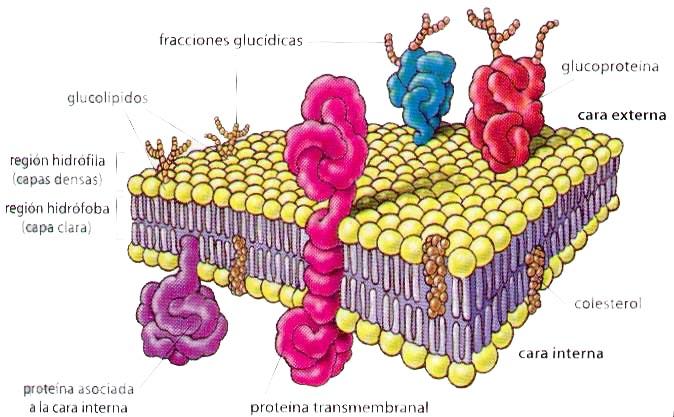 Dibuja un esquema de la membrana citoplasmática señalando en ella
