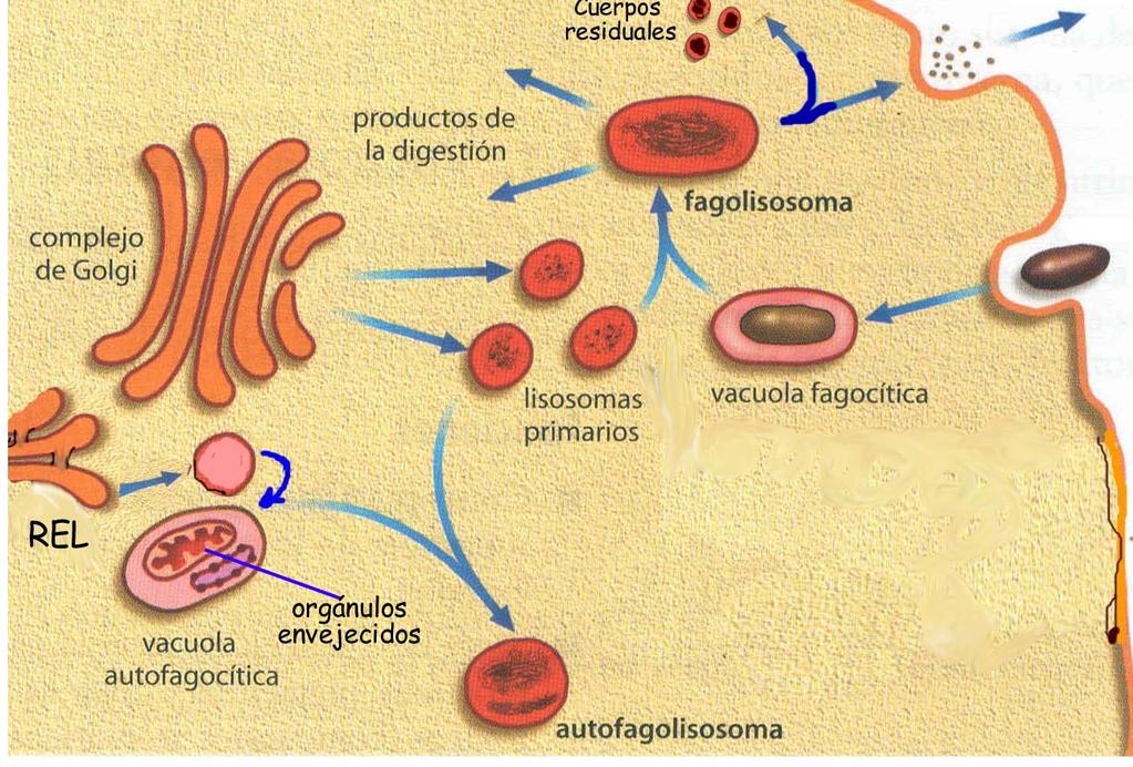 Lisosoma: papel biológico