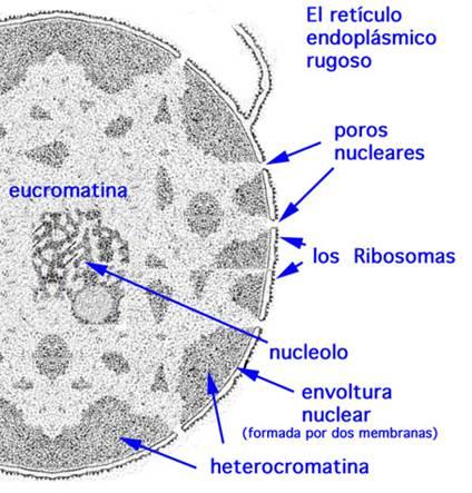 Envoltura nuclear: formada por dos membranas concéntricas perforadas por poros nucleares. A través de éstos se produce el transporte de moléculas entre el núcleo y el citoplasma.