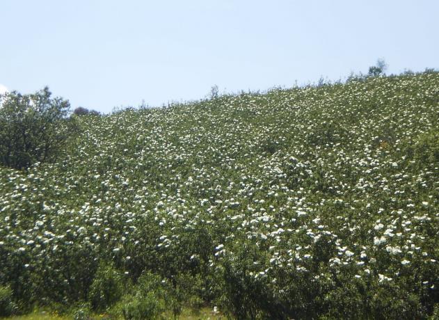 pringosa(cistus Ladaniferus) es un arbusto silvestre que puebla