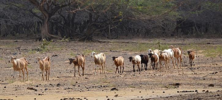 parque eólico Afectación de la ganadería, los animales no