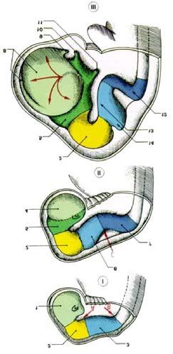 el metencéfalo, precursor de la protuberancia y el cerebelo. b.
