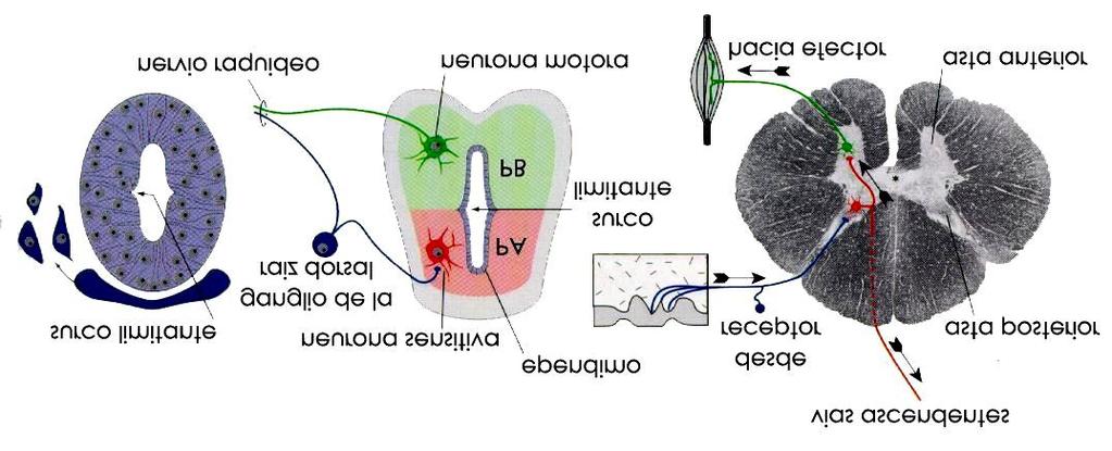 El crecimiento de la capa del manto origina una reducción de la luz del tubo neural hasta transformarse en un pequeño canal central característico del adulto.