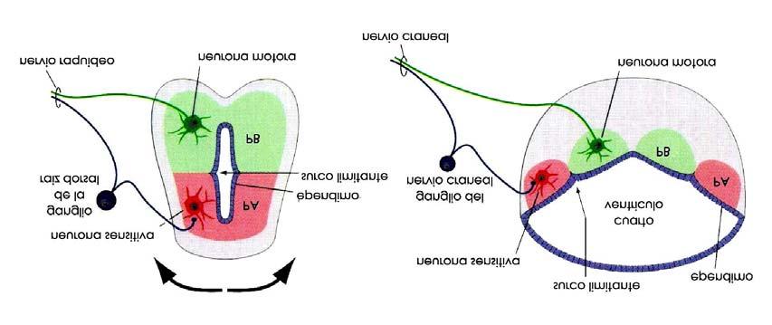 Estos grupos representan los cordones medulares posterior, lateral y ventral.