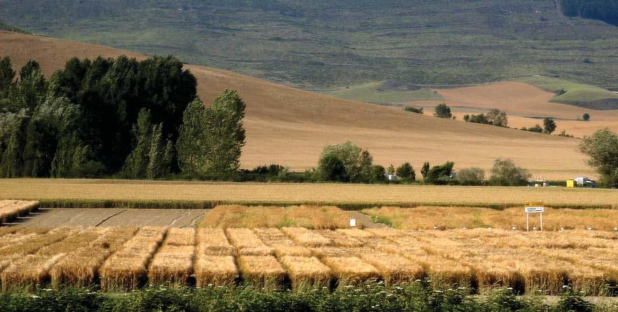 El trigo ecológico, aunque ha tenido mayores problemas por las abundantes lluvias, ha terminado también la campaña con buenos rendimientos Figuras 4.1 y 4.2.