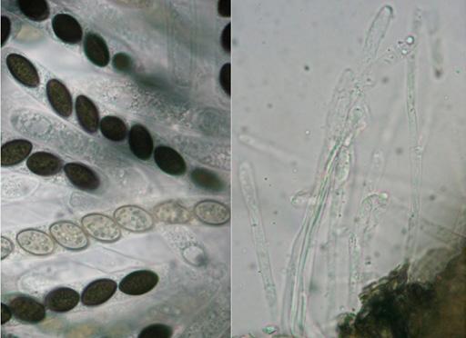 Relación de especies Anthostomella caricis S.M. Francis 1975 Mycol. Pap.
