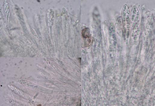 Cistella aconiti, ascas. tas, excediendo las ascas, de hasta 2.5 µm de grosor en ápice.