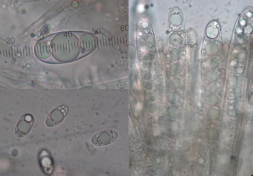 Helvella juniperi, ascas esporas. Subhimenio compuesto por células prismático-cilíndricas irregulares, así como angulares y subglobosas.