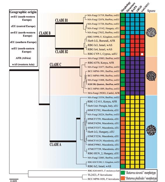 Figure 1. Maximum clade credibility phylogenetic tree calculated using BEAST v1.7.5 and based on ITS sequences of the 39 specimens shown in Table 1.