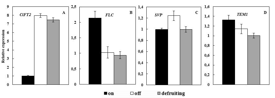 Reult * Figure 3.9 Effect of defruiting on flowering intenity of Afourer mandarin branche. Fruit were removed in Augut. ON: with fruit; OFF: without fruit. Data are the mean of 3 tree ± tandard error.