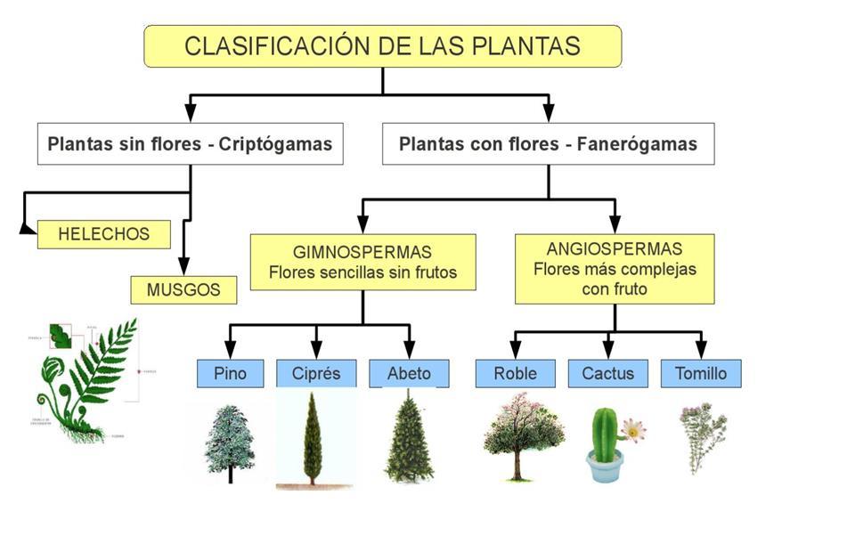 Reino Plantae. El Mundo de las Plantas - PDF Descargar libre