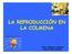 LA REPRODUCCIÓN EN LA COLMENA. Diana Nogueiras Iglesias María Vidal Acevedo