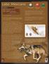 Nombres: De más de 30 subespecies de Lobo en Norteamérica, el Lobo Mexicano (Canis lupus baileyi) es la más pequeña.