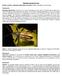Diaprepes: gorgojo de la raíz Nombre científico: Diaprepes abbreviatus (Linnaeus) (Insecta: Coleoptera: Curculionidae)
