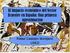 El impacto económico del Sector Ecuestre en España: Una primera aproximación. Rafael Castejón Montijano UNED