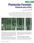 Plantación Forestal: Planeación para el Éxito