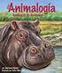 Animalogía. Analogías de Animales. por Marianne Berkes ilustrado por Cathy Morrison
