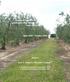 Manejo de cubiertas en olivar para conjugar optimización de la biodiversidad y la conservación del suelo (BIOSUELO)