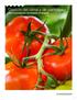 Gestión del clima y de pantallas Para la producción de tomates en España