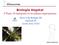 Biología Vegetal. 2ª Parte: El transporte en las plantas angiospermas. Tema 4 de Biología NS Diploma BI Curso 2012-2014. Opción Evolución 1/48