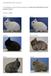 PATRONES DE COLOR. Las imágenes aquí mostradas pertenecen al National Netherland Dwarf Rabbit Club. Grupo 1: sólidos